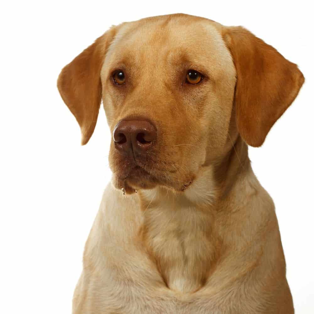 yellow lab puppies with pink noses