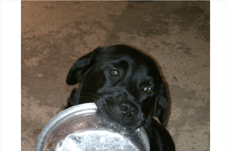 what food to feed labrador