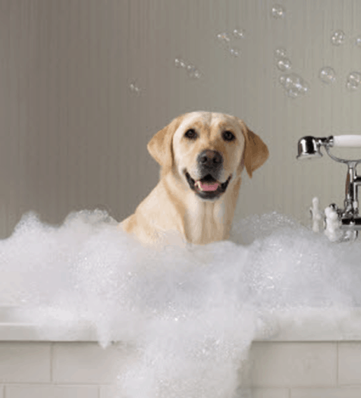 Do I Need To Groom My Labrador? Endless Mountain Labradors