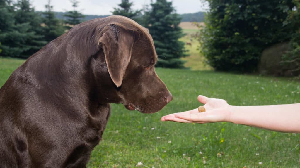 Reasons why punishing your Labrador may have devastating Results ...
