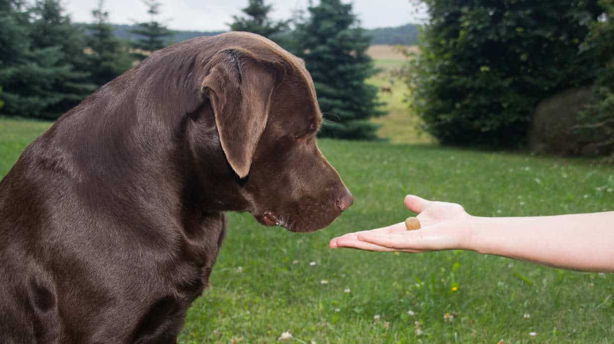 Trained labrador sales