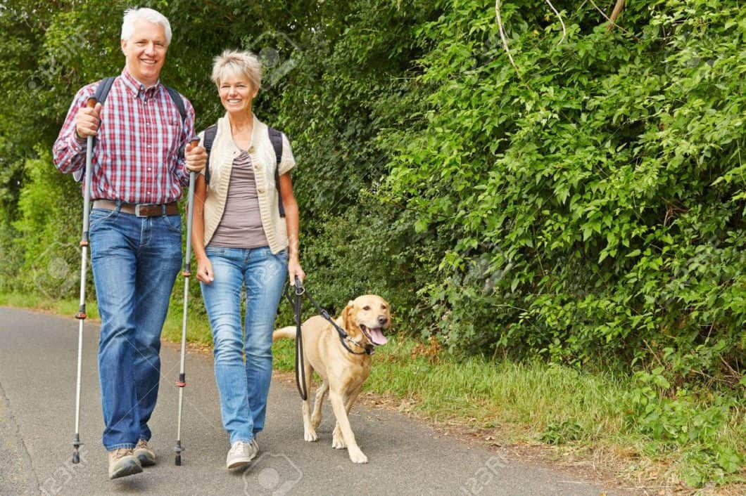 am-i-too-old-to-get-a-pet-endless-mountain-labradors