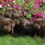 chocolate-lab-puppies-endless-mt-labradors-akc-breeder-labrador-retriever-dog