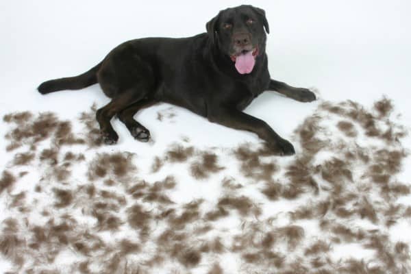 Black lab shedding store excessively