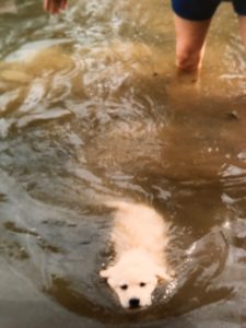 Photo of me teaching an 8 week pup to swim