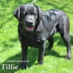 black-lab-tillie-endless-mt-labradors-breeder-lab-dog