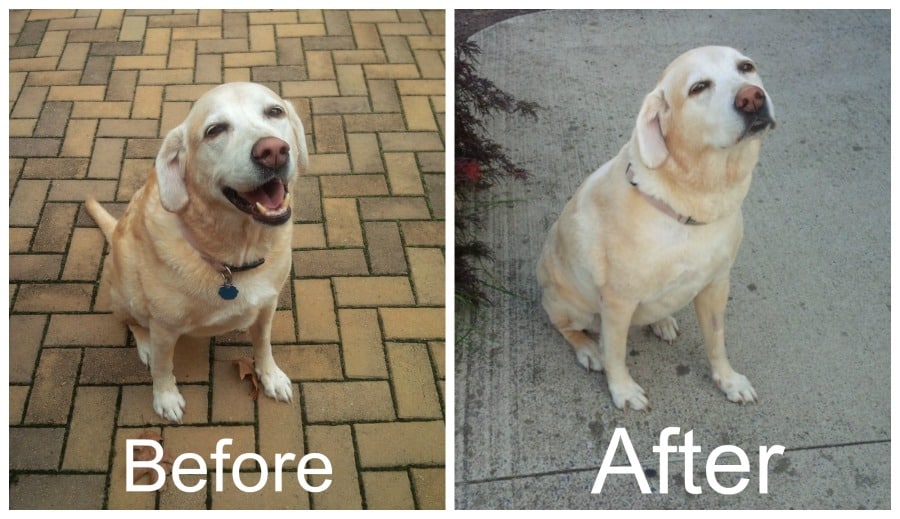 I Shave My Labrador in the Summer 