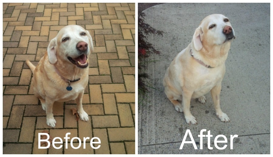 shaved yellow lab