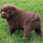stocky-chocolate-lab-puppy-endless-mt-labradors-akc-breeder-labrador-retriever-puppies