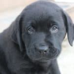 black-lab-puppy-endless-mt-labradors-akc-breeder-labrador-retriever-puppies