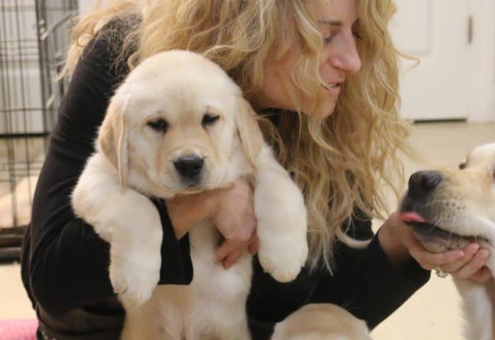 donna-holding-yellow-lab-puppy-endless-mt-labradors-akc-breeder-labrador-retriever-puppies