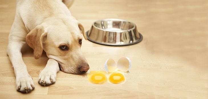 Can i give my puppy a raw clearance egg