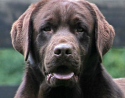 chocolate-labrador-bosco-endless-mt-labradors-lab-dog-breeder-showdog-champion-retriever-akc
