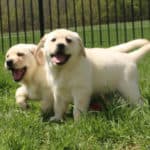 yellow-lab-puppies-endless-mt-labradors-akc-breeder-labrador-retriever-puppies