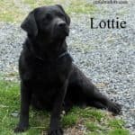 black-lab-lottie-endless-mt-labradors-breeder-lab-dog