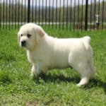 stocky-yellow-lab-puppy-endless-mt-labradors-akc-breeder-labrador-retriever-puppies