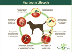 Hearworm Lifecycle