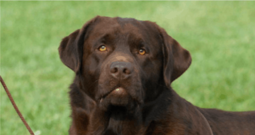 I want a Labrador with a BIG HEAD But do you know what to look for besides just size Endless Mountain Labradors