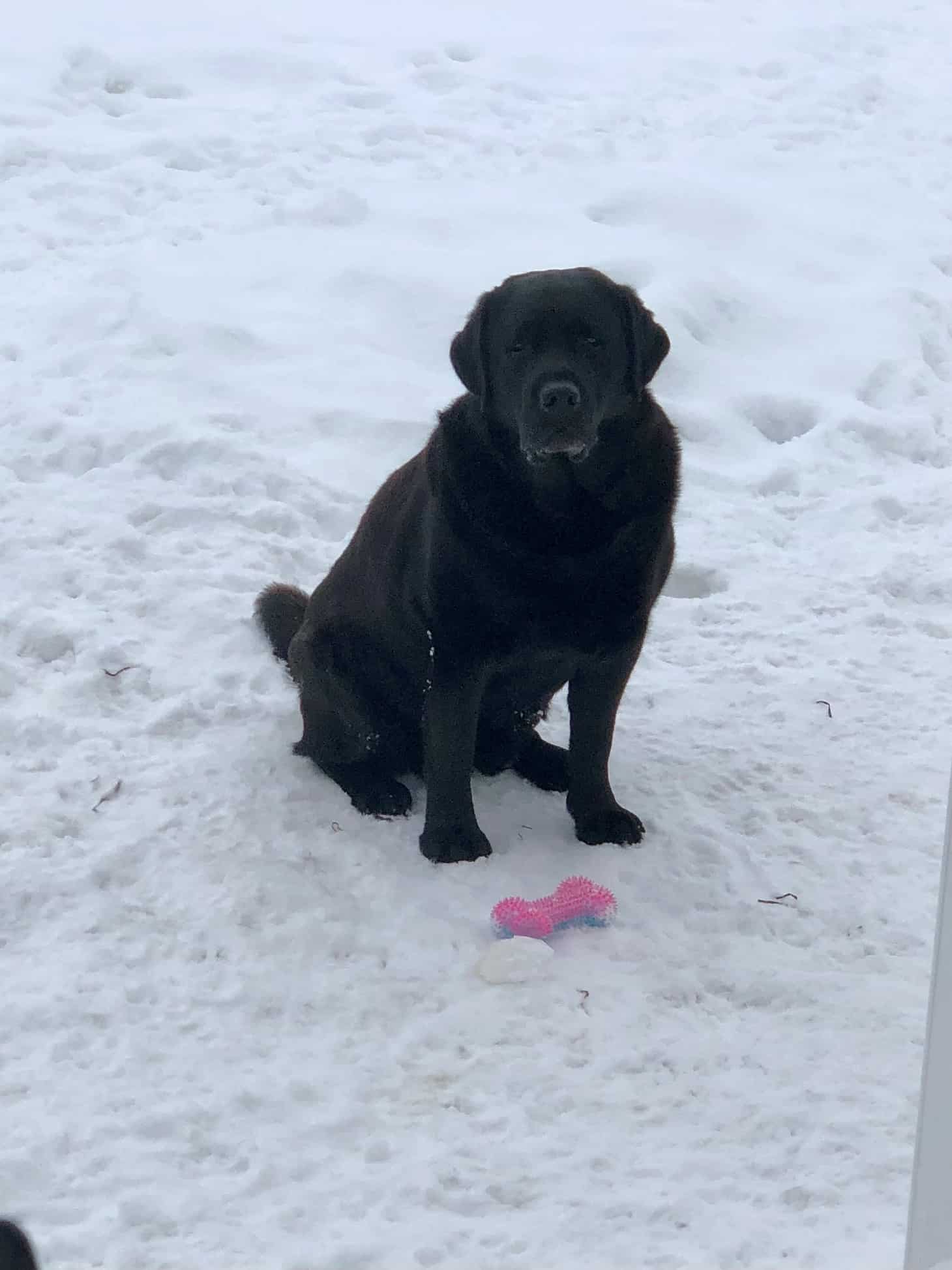 6 year old Odin in the snow