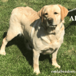 yellow-lab-alice-endless-mt-labradors-breeder-lab-dog