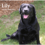 black-lab-lily-endless-mt-labradors-breeder-lab-dog
