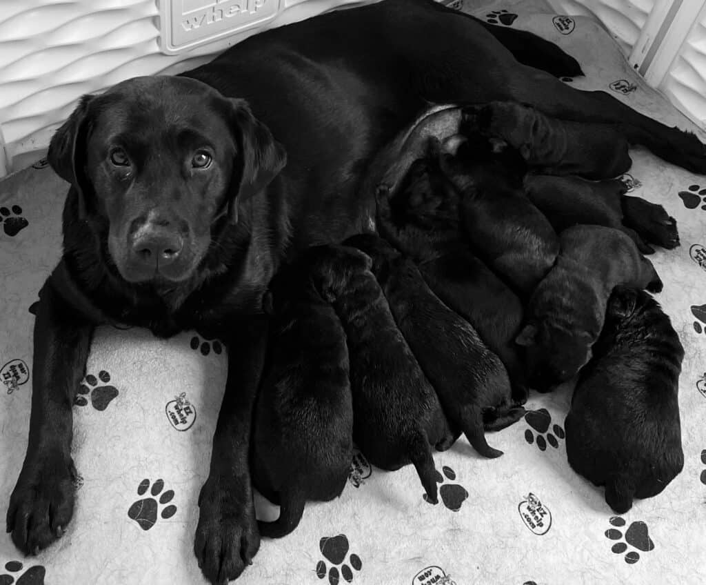 What is it like to raise a litter of puppies? A peek at the first 8