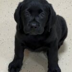 black-lab-puppy-endless-mt-labradors-akc-breeder-labrador-retriever-puppies