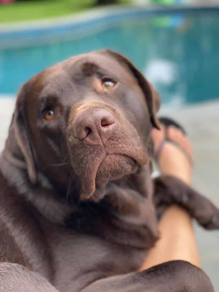 Canis Aqua - Gol, mestizo Pastor Inglés-Labrador! 💙