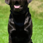 otto-genna-bosco-chocolate-lab-endless-mt-labradors-akc-breeder-labrador-retriever-dog