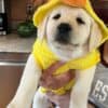 ducky-yellow-lab-puppy-endless-mt-labradors-akc-breeder-labrador-retriever-puppies