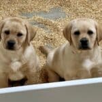 yellow-lab-puppy-endless-mt-labradors-akc-breeder-labrador-retriever-puppies