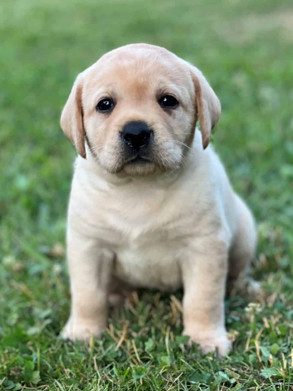 Labby Pup Puppy Health Information - Endless Mountain Labradors