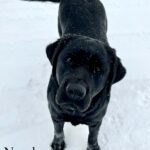 black-labrador-norah-endless-mt-labradors-breeder-lab-dog