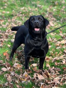 black-labrador-gwen-endless-mt-labradors-breeder-lab-dog