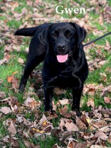 black-labrador-gwen-endless-mt-labradors-breeder-lab-dog