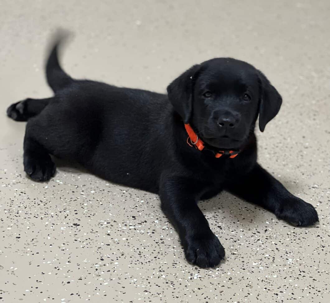 Upcoming Litters | Endless Mountain Labradors