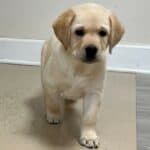 yellow-lab-puppy-endless-mt-labradors-akc-breeder-labrador-retriever-puppies-dog