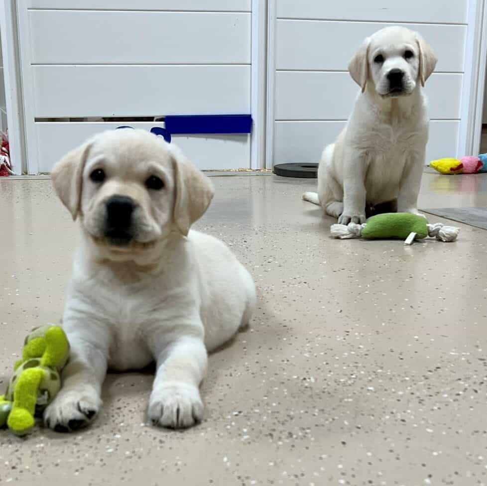 yellow-lab-puppy-endless-mt-labradors-akc-breeder-labrador-retriever-puppies