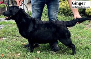 ginger-black-lab-endless-mt-labradors-akc-breeder-labrador-retriever-puppy-dog