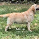 yellow-lab-marina-endless-mt-labradors-breeder-lab-dog-showdog-conformation
