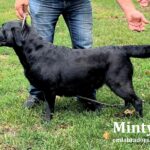 black-lab-minty-endless-mt-labradors-breeder-lab-dog-akc-conformation-showdog