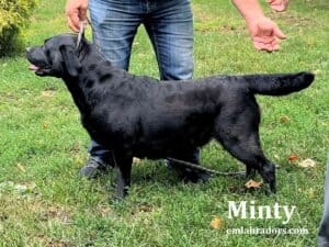 black-lab-minty-endless-mt-labradors-breeder-lab-dog-akc-conformation-showdog