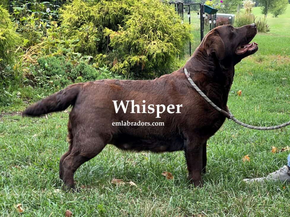 chocolate-lab-whisper-endless-mt-labradors-breeder-lab-dog-showdog