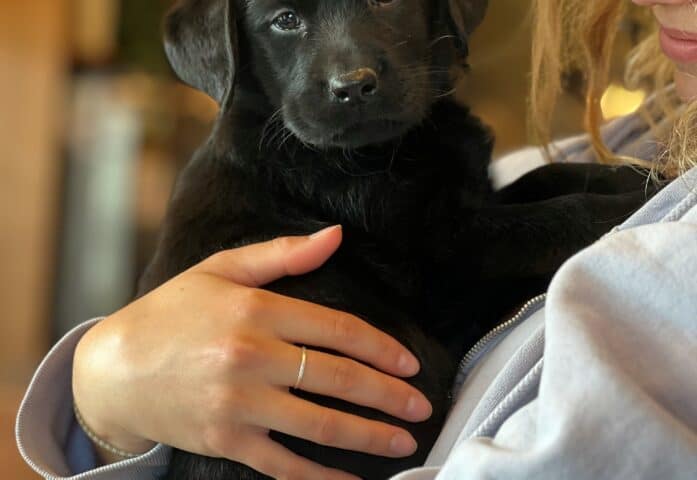 black-lab-puppy-endless-mt-labradors-englishlabrador-retriever-dog