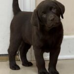 chocolate-lab-puppies-endless-mt-labradors-akc-breeder-labrador-retriever-dog-breed