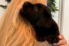 donna-black-lab-puppies-opal-river-endless-mt-labradors-akc-breeder-labrador-retriever-puppy-dog