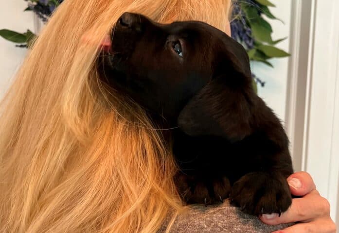 donna-black-lab-puppies-opal-river-endless-mt-labradors-akc-breeder-labrador-retriever-puppy-dog
