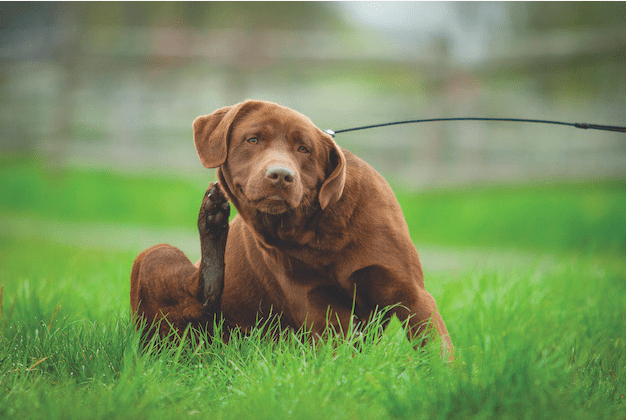 WHY DOES MY PUPPY/DOG YAWN AND SCRATCH WHEN AROUND OTHER DOGS?