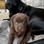 tillie-toby-chocolate-lab-puppy-endless-mt-labradors-akc-breeder-labrador-retriever-puppies