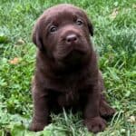 tillie-toby-chocolate-lab-puppies-endless-mt-labradors-akc-breeder-labrador-retriever-dog-breed